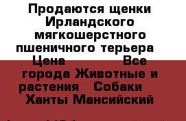 Продаются щенки Ирландского мягкошерстного пшеничного терьера › Цена ­ 30 000 - Все города Животные и растения » Собаки   . Ханты-Мансийский